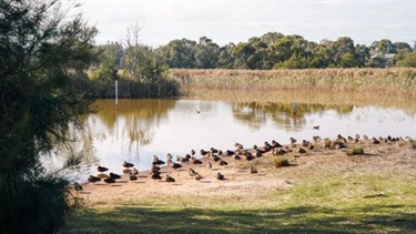 Seaford Wetlands